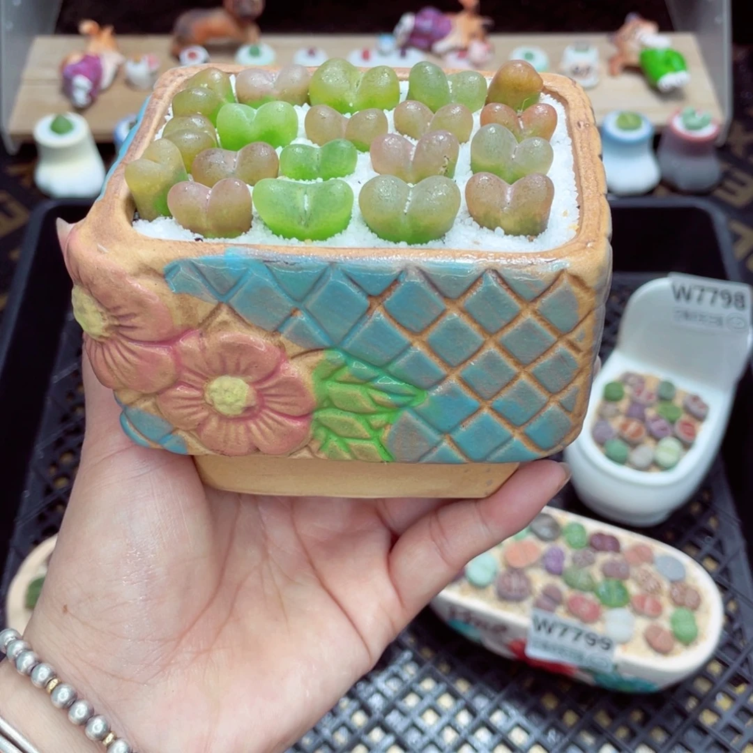 w7801 带盆土发货一物一拍