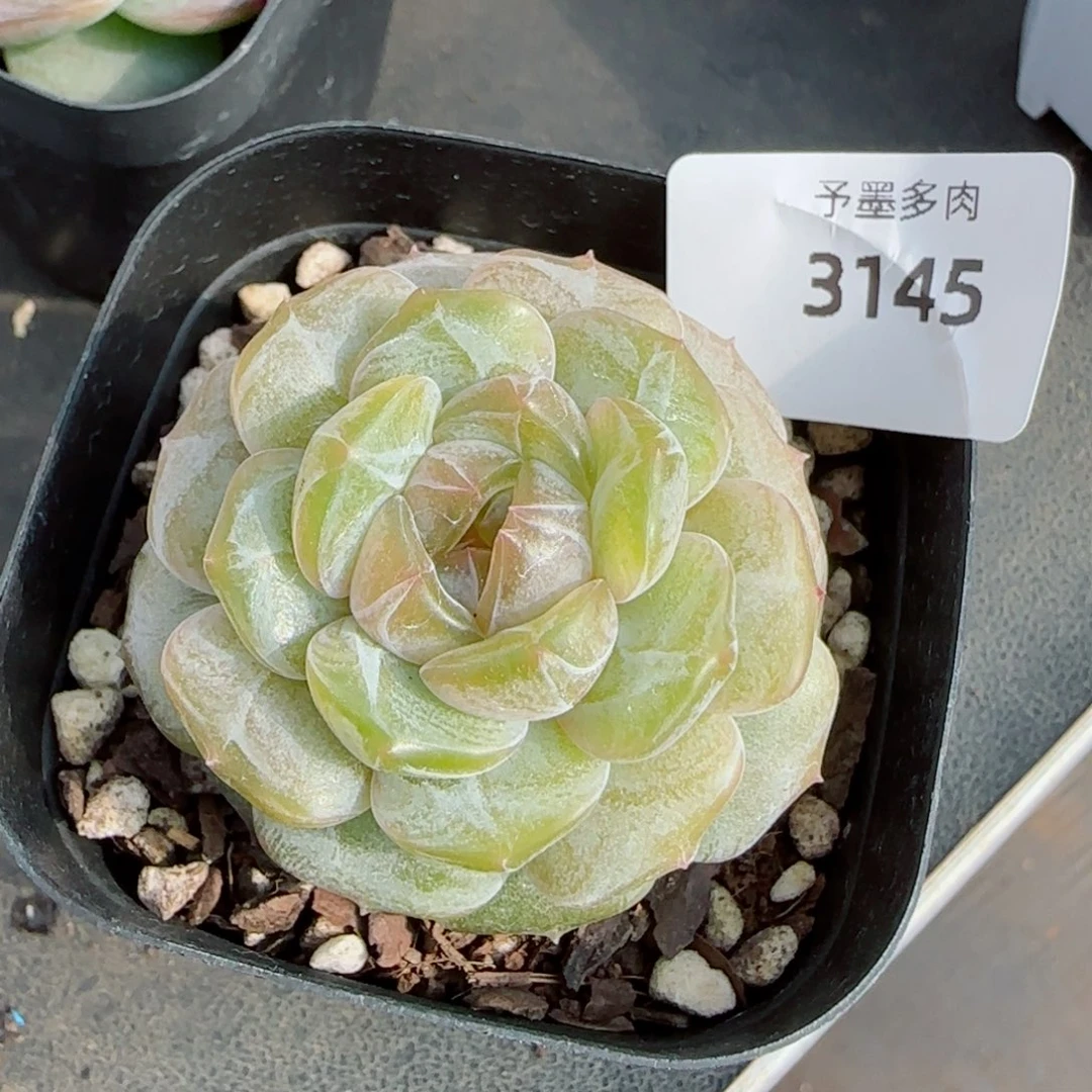 彩恋，3145多肉植物