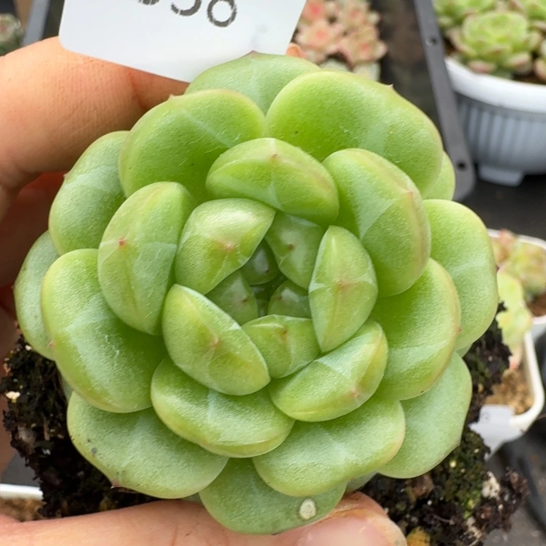 一物一拍一物一拍1109-538