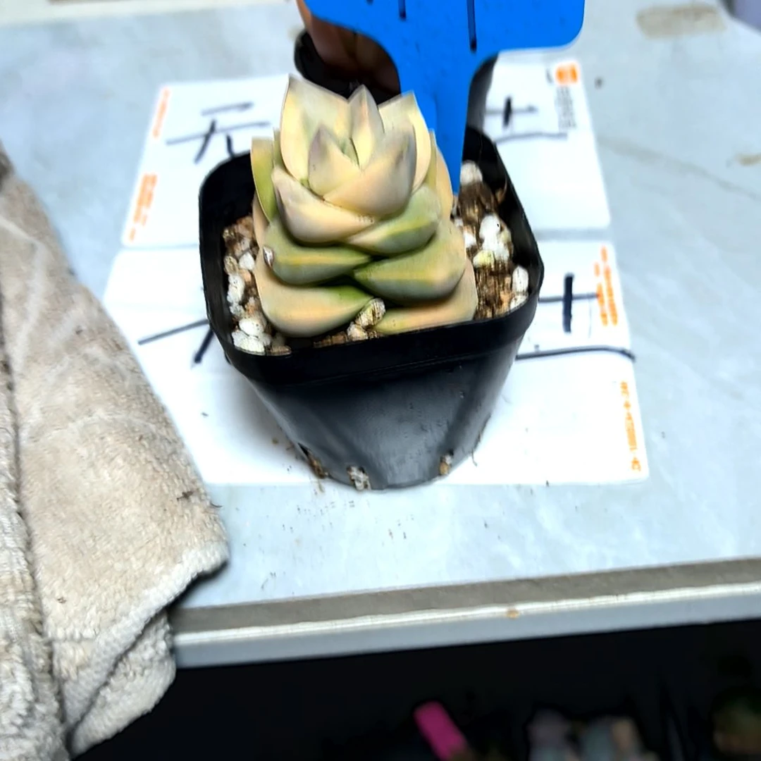 满6元包邮，姬之春锦