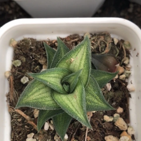 翠蛾硬叶稀有品种