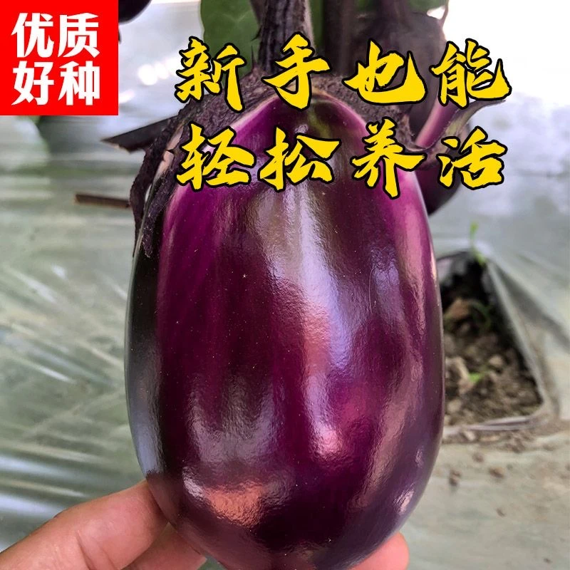 【全店满8包包邮】紫罐茄子种子特大牛心茄蔬菜种孑农家盆栽
