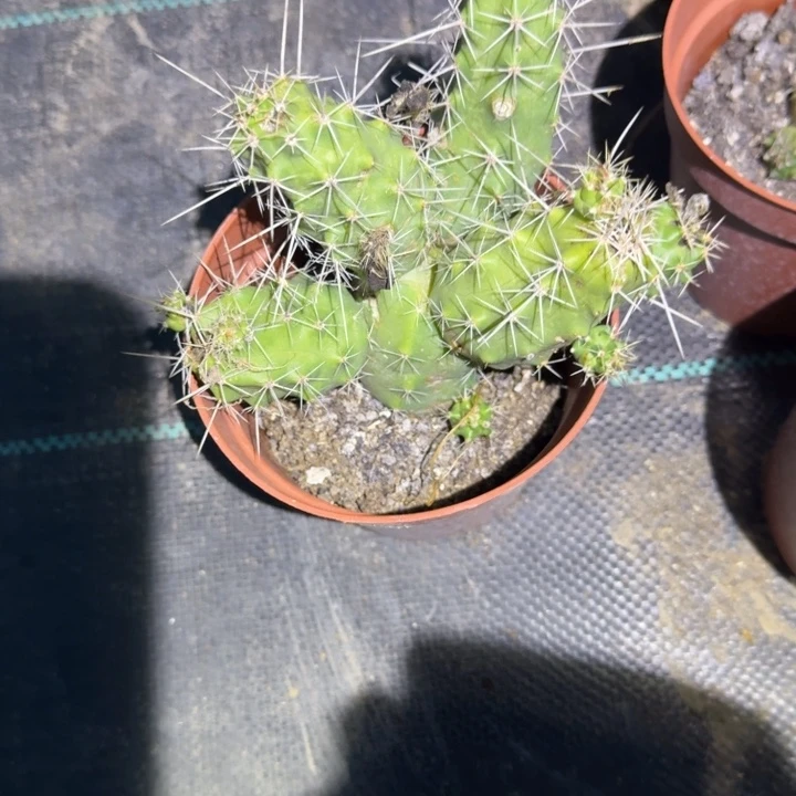 重瓣美花角仙人球661