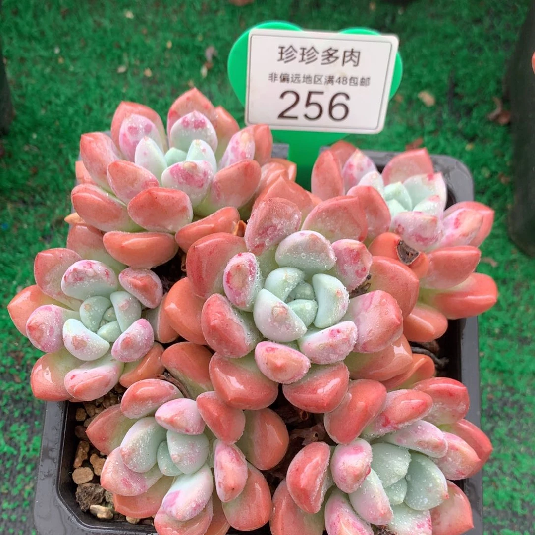 花斑露老桩平头捧花256