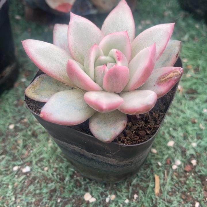 秋可园艺 香槟锦多肉