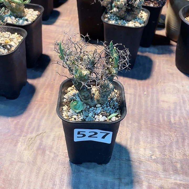 527产地钢丝球万物想