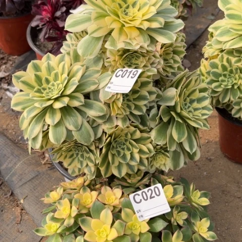 多肉植物起贺艳日辉