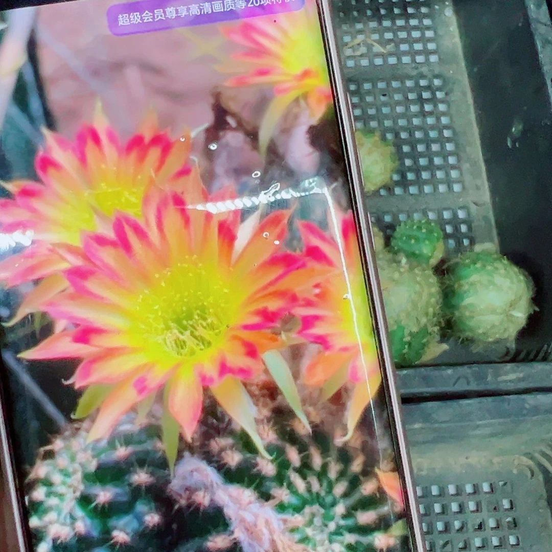 丽花龙之卵侧芽00000