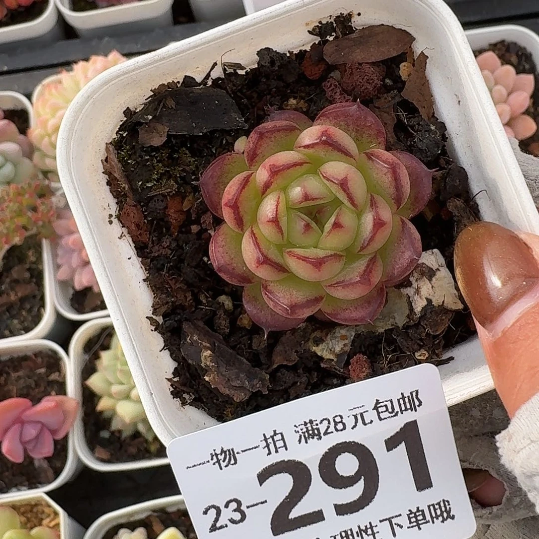 话梅无盆土发货无