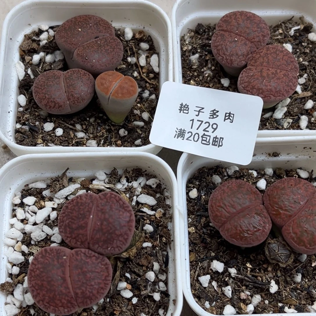 1729号四颗特价酱爆