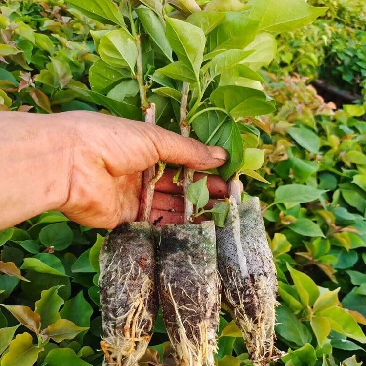 云南三角梅花苗重瓣耐寒爬藤植物四季开花盆栽易活庭院花卉