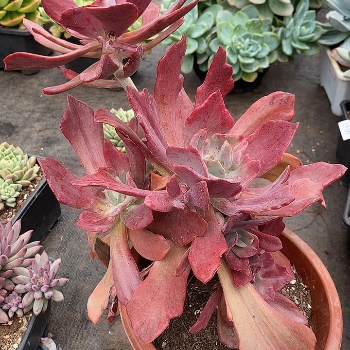 小七夕多肉钻石锦25