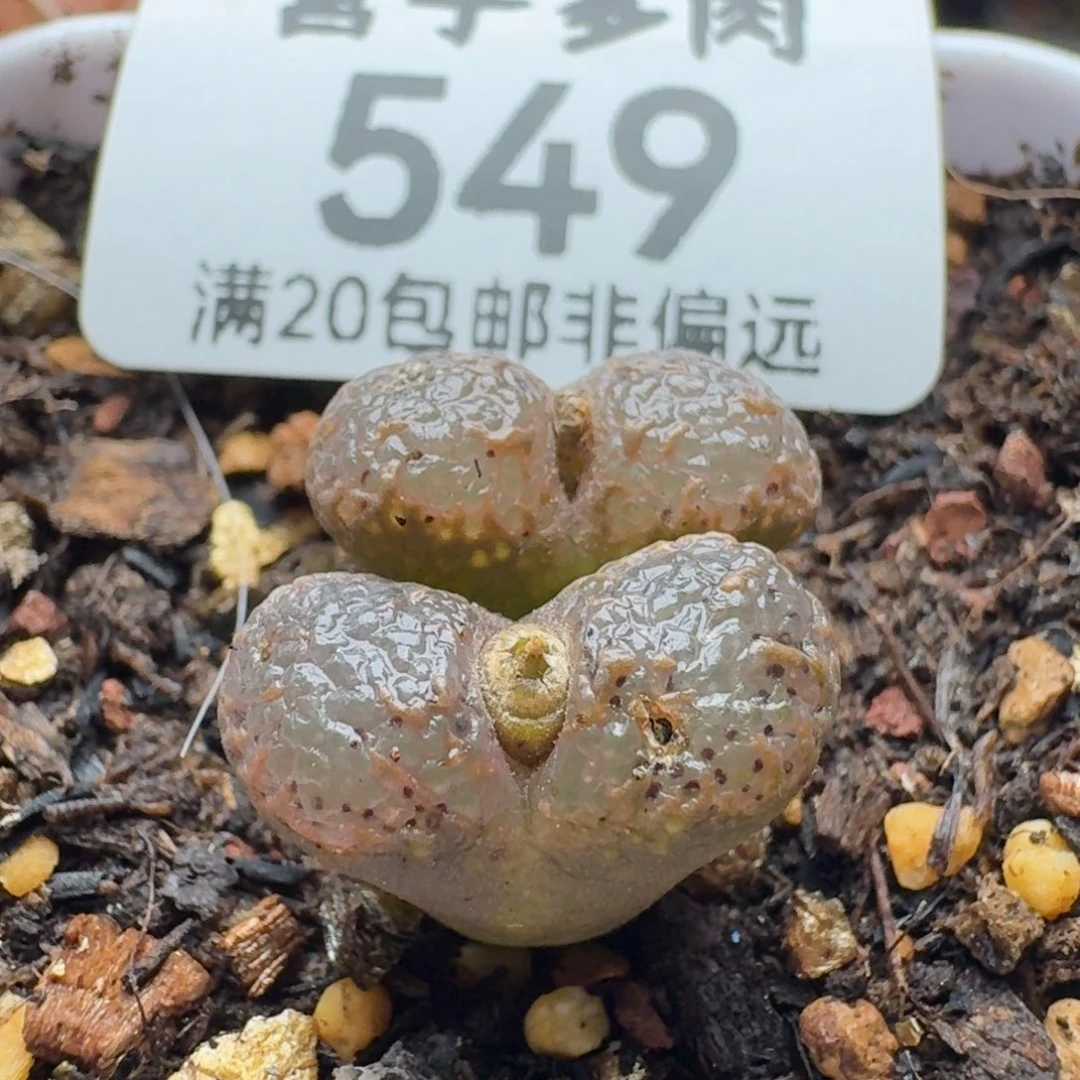 泡泡脱土。     双头。