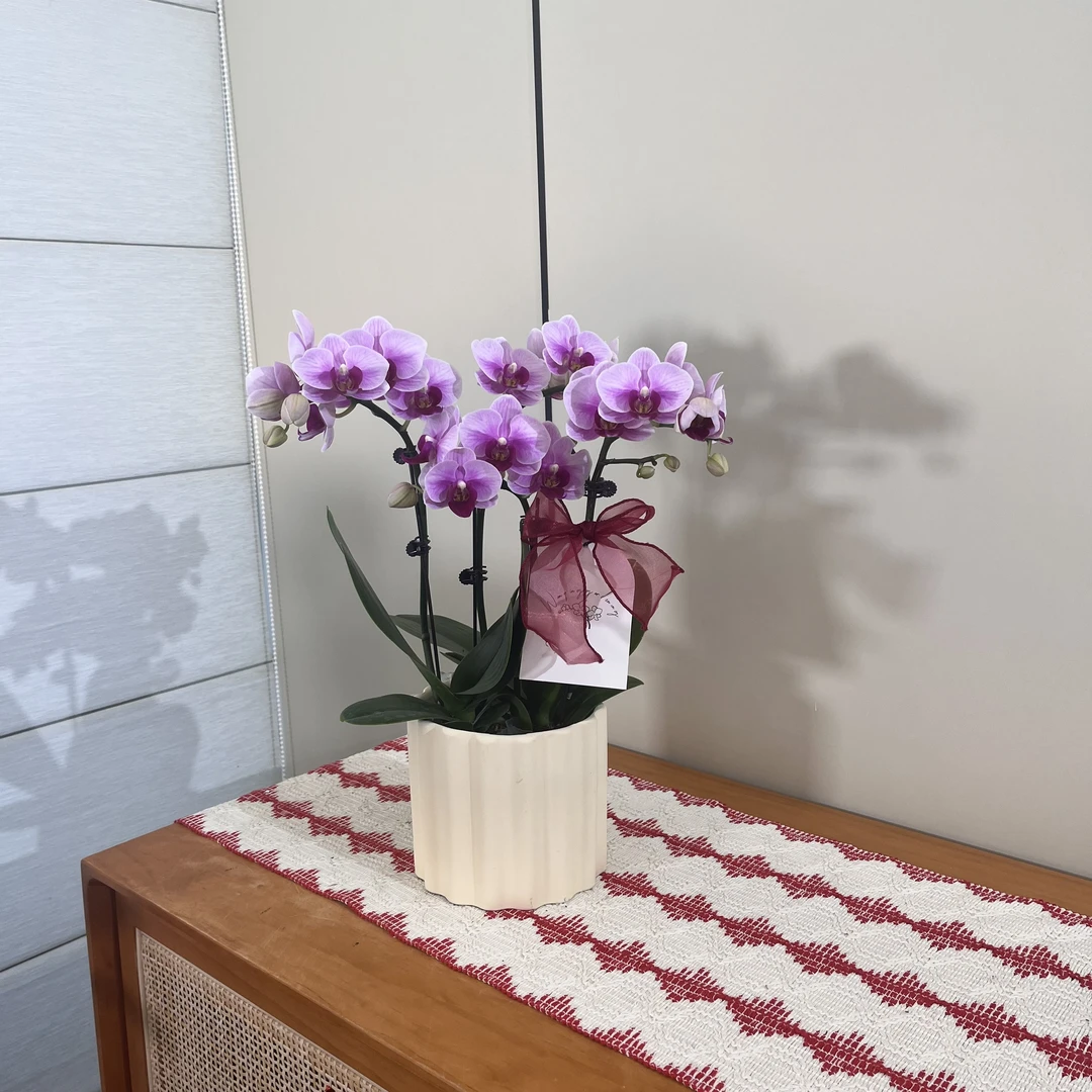 【宝贝】可爱系粉紫色系中小花型蝴蝶兰 居家 办公桌花卉摆件