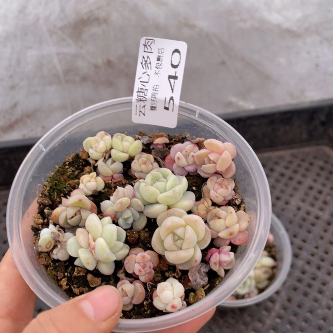 云糖心多肉植物540