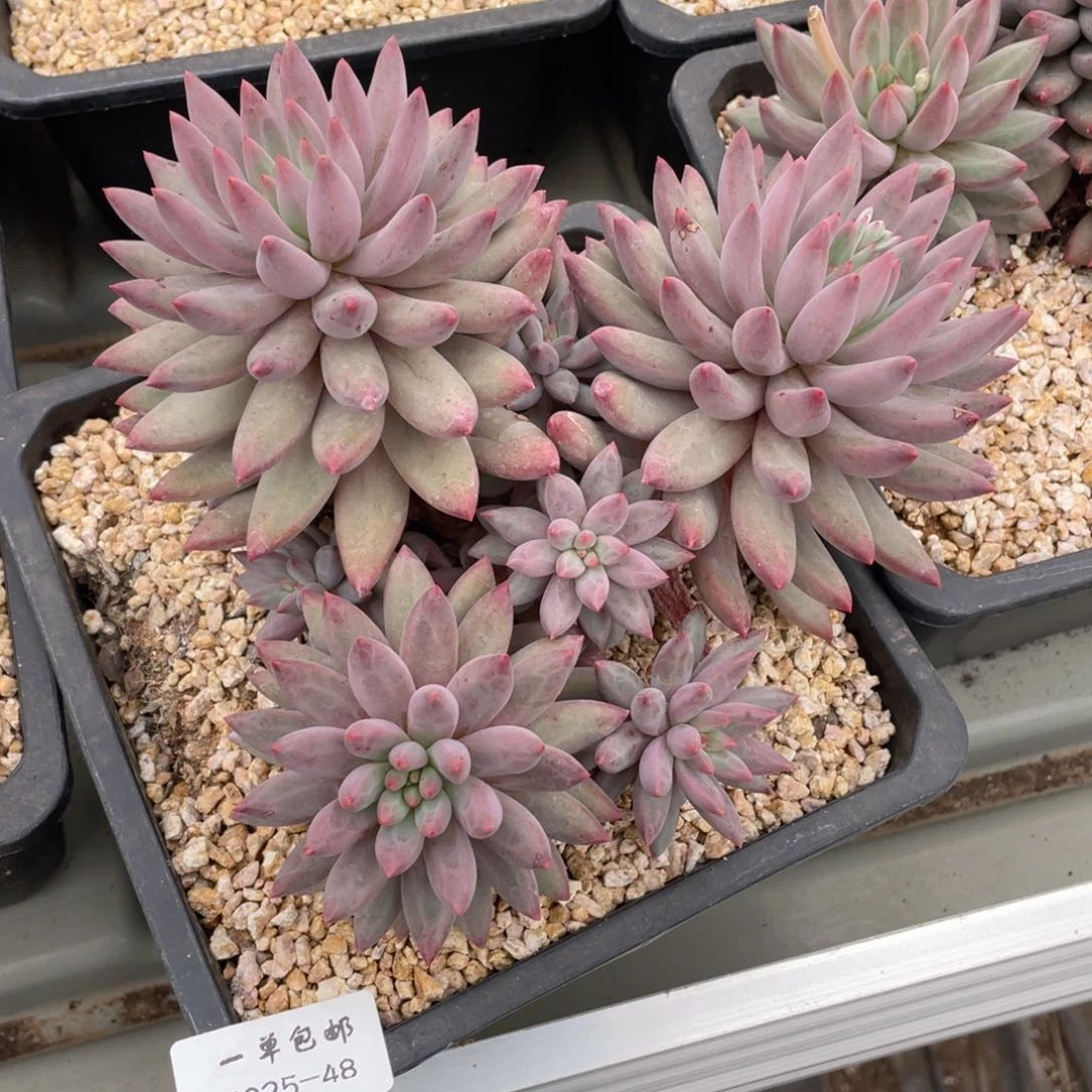 1025-48-虞美人，。，。。，