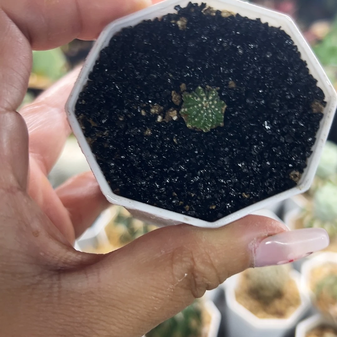 实生花笼仙人球66666666