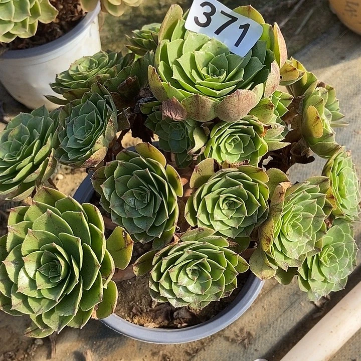 万拉丝多肉371多肉不包断