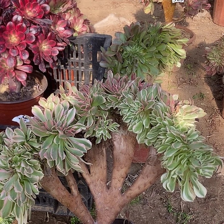 460粉女巫老庄缀化特价