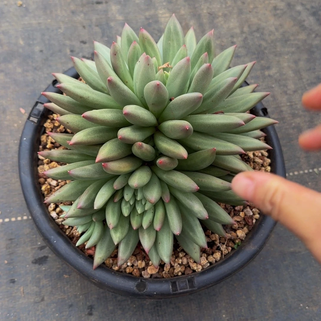 无花朵蓝**天他哈怕他爸爸吧