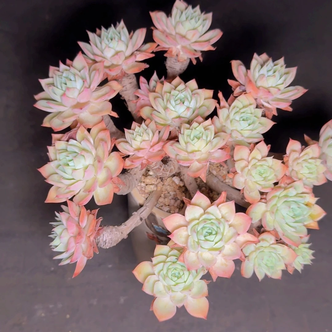 旭***旭多肉植物的生长发育和