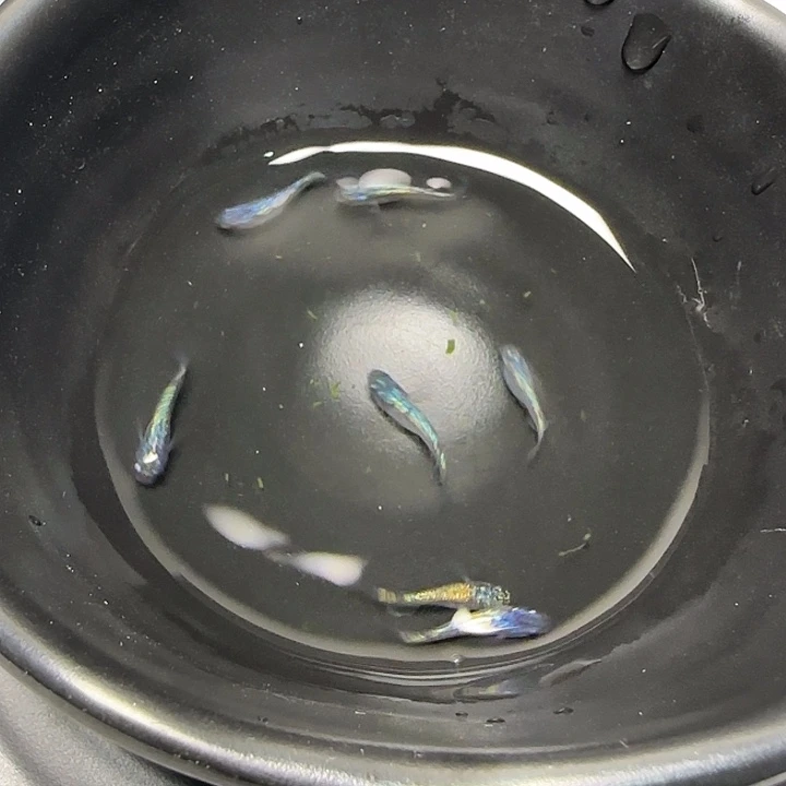 青鳉鱼006海王星7条