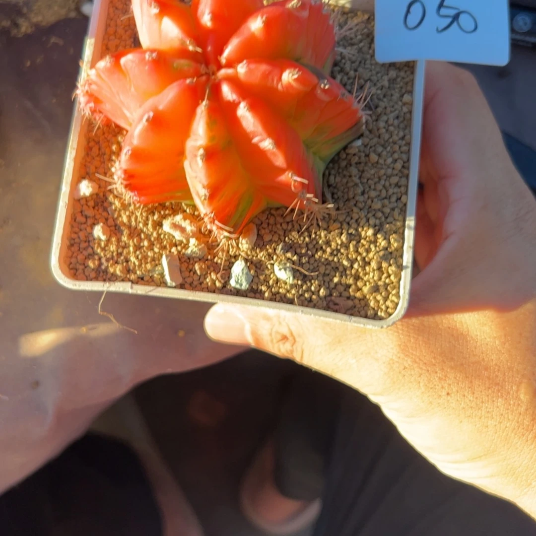 花***道050号米哈仙人球多肉植物