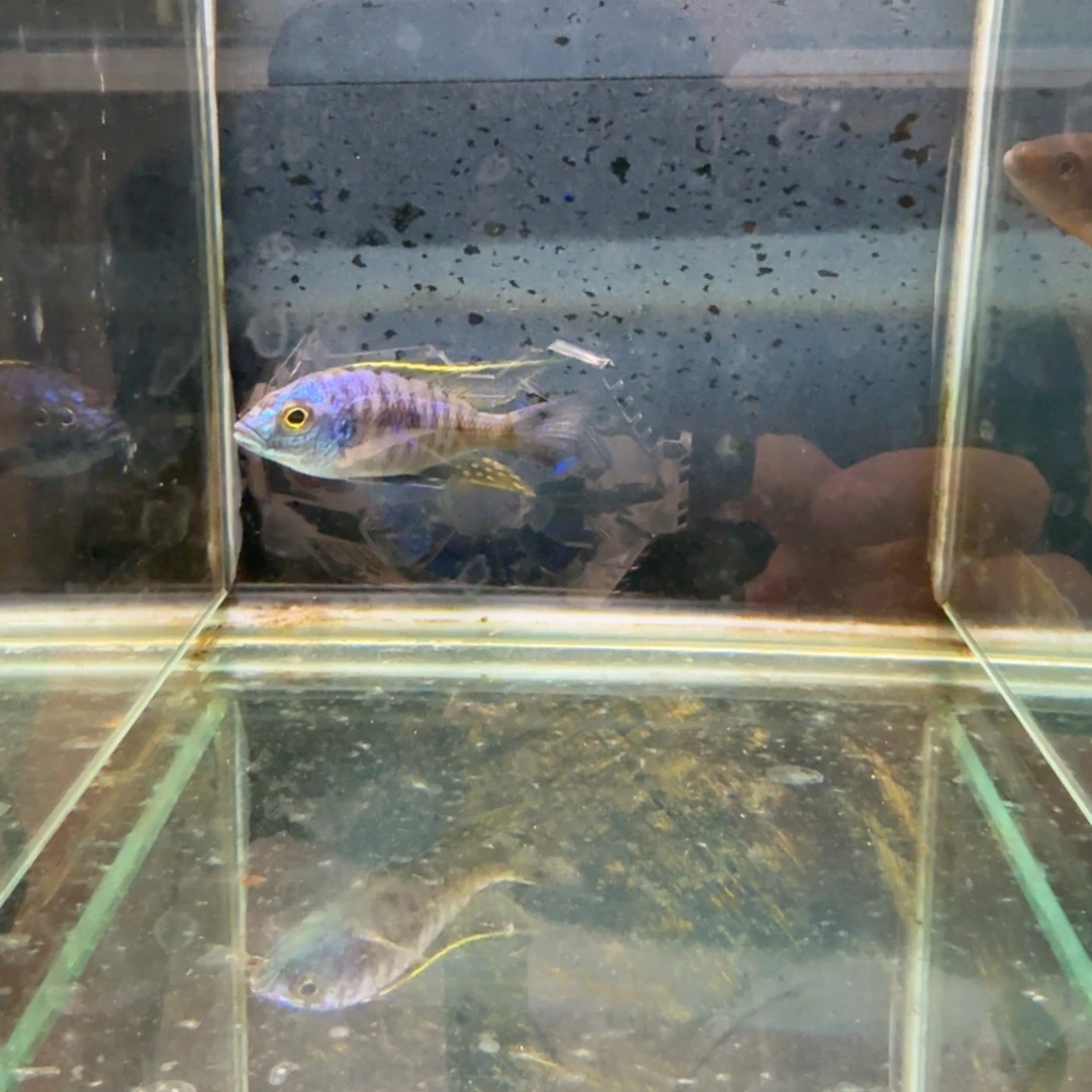 慈鲷1202金头蓝。