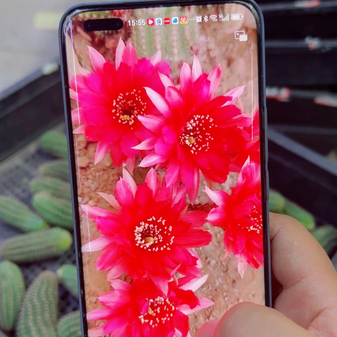 下86白檀警卫3个歪无根侧芽3公分左右20包邮