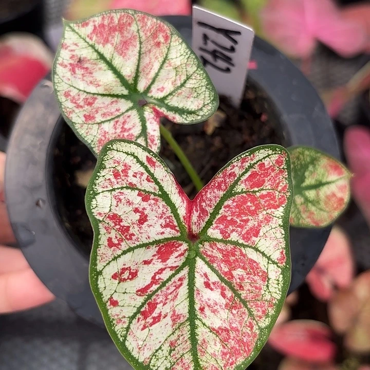 242-0219彩叶芋广东现货