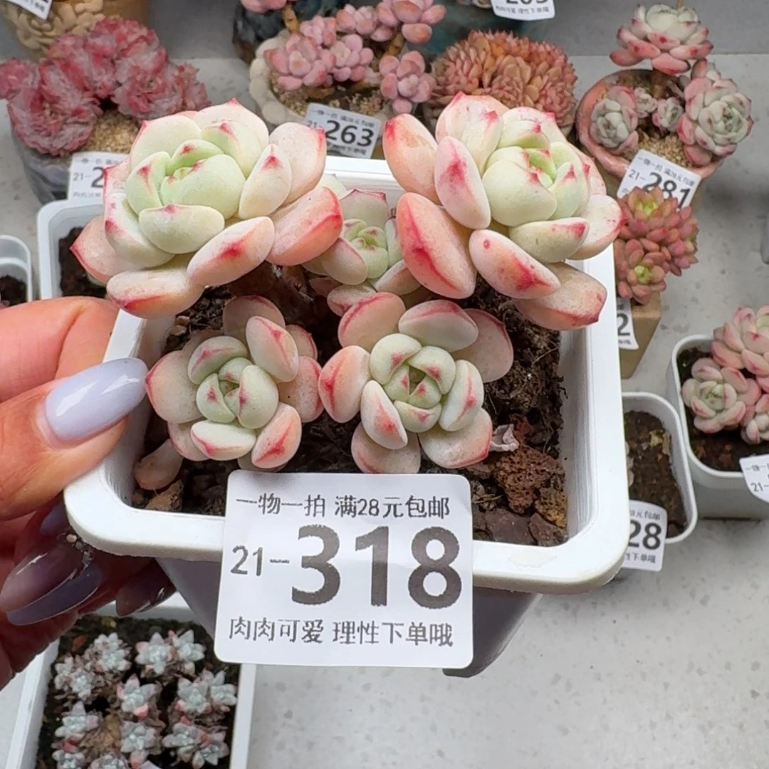 白底香草无盆土无盆无
