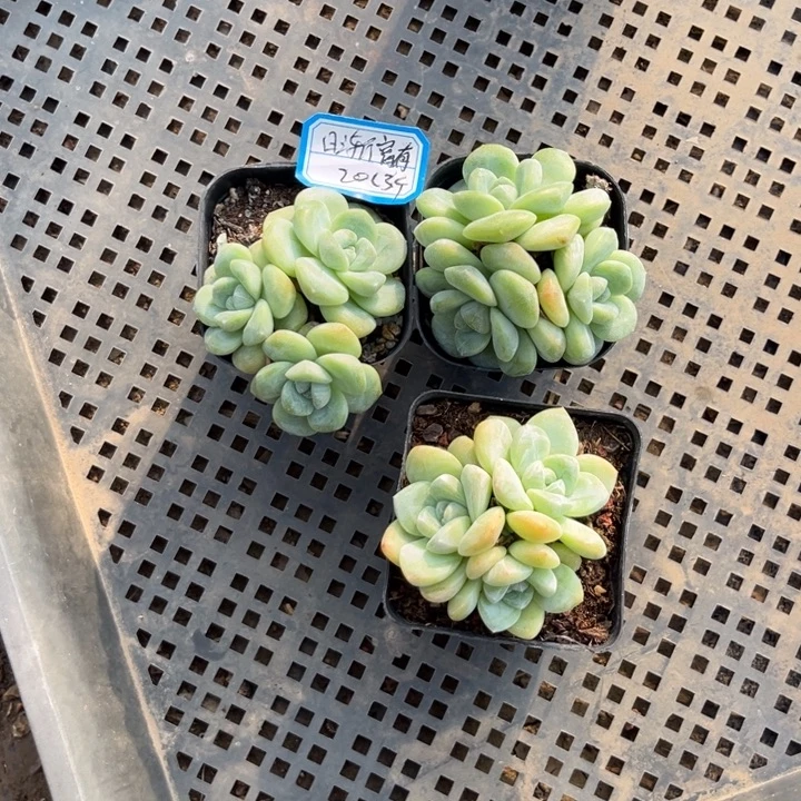 ****️冰玉多肉七方盆冠幅6-6.5厘米