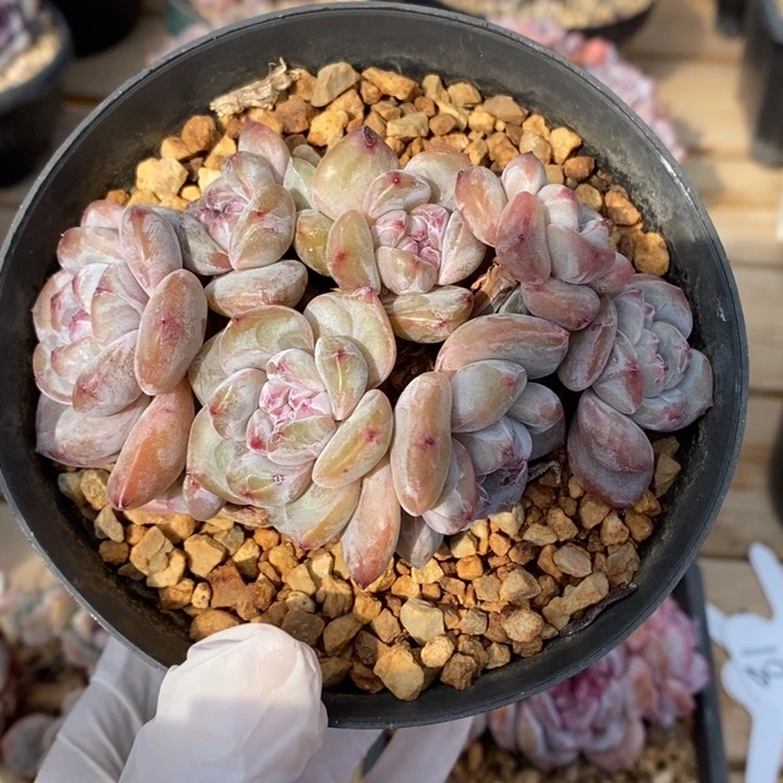 短肥圆小包脚裤子