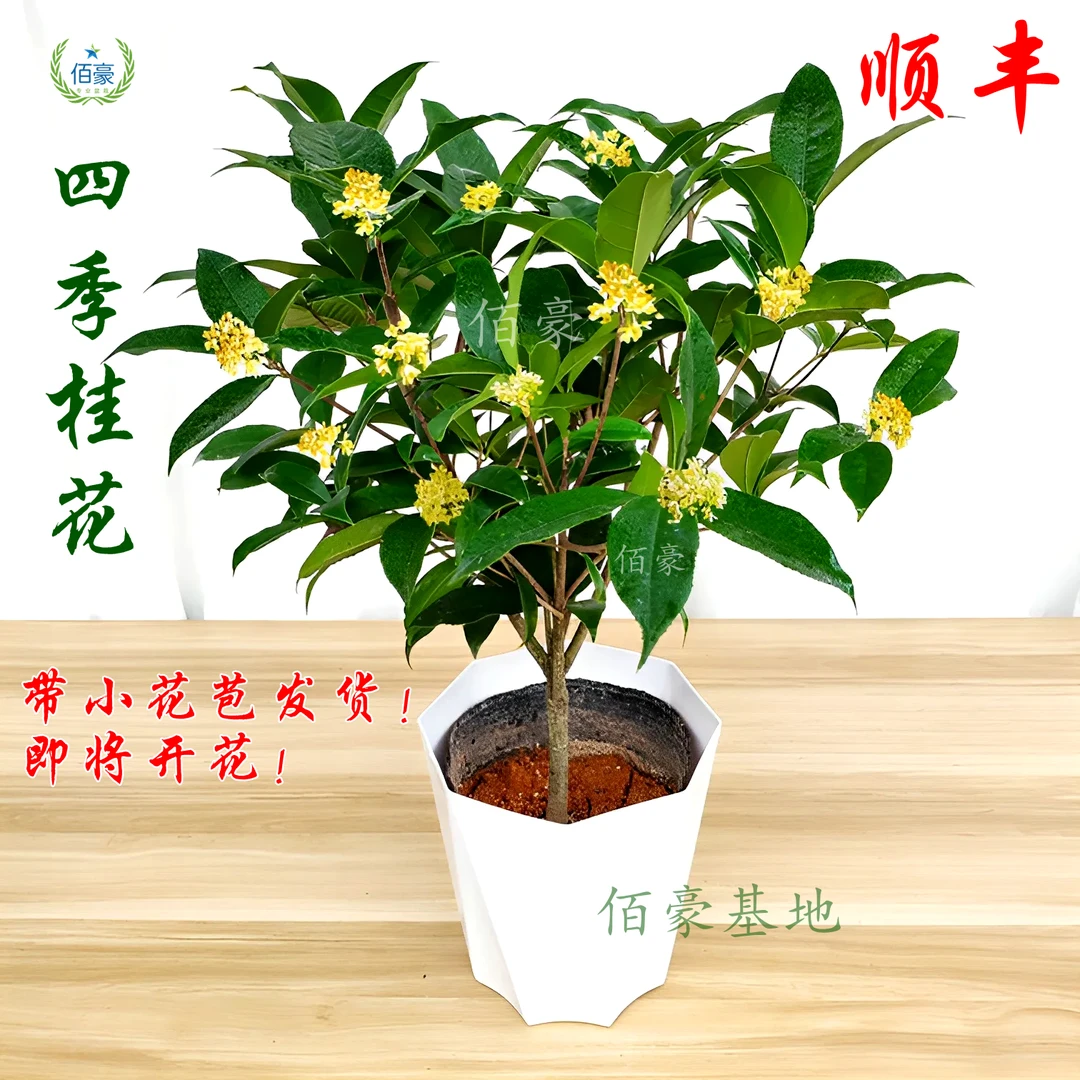 佰豪基地精选四季桂花盆栽浓香型花期长室内盆景阳台绿植顺丰包邮