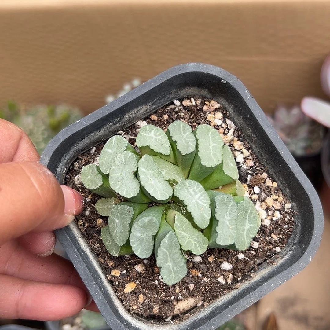 多肉植物多肉植物