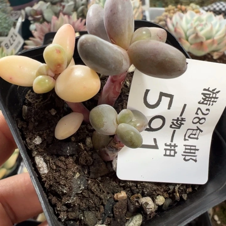 糖果锦多肉植物591