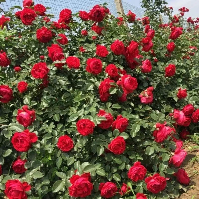 鲁硕红爬藤月季多季节开花蔷薇花苗庭院阳台别墅围栏种植玫瑰大花
