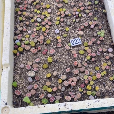 023泡沫箱一物一图如图