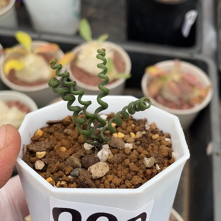 009钢丝弹簧草块根