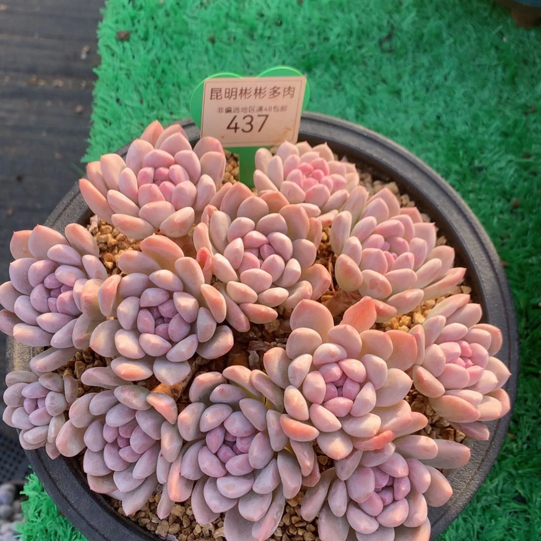 奶昔老桩无砍平头17公分437