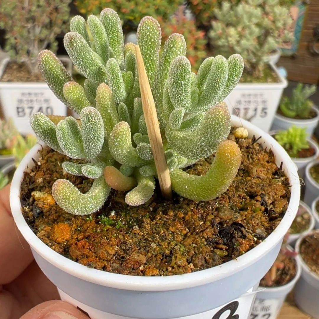 22-113枝干番杏白闪光五圆盆