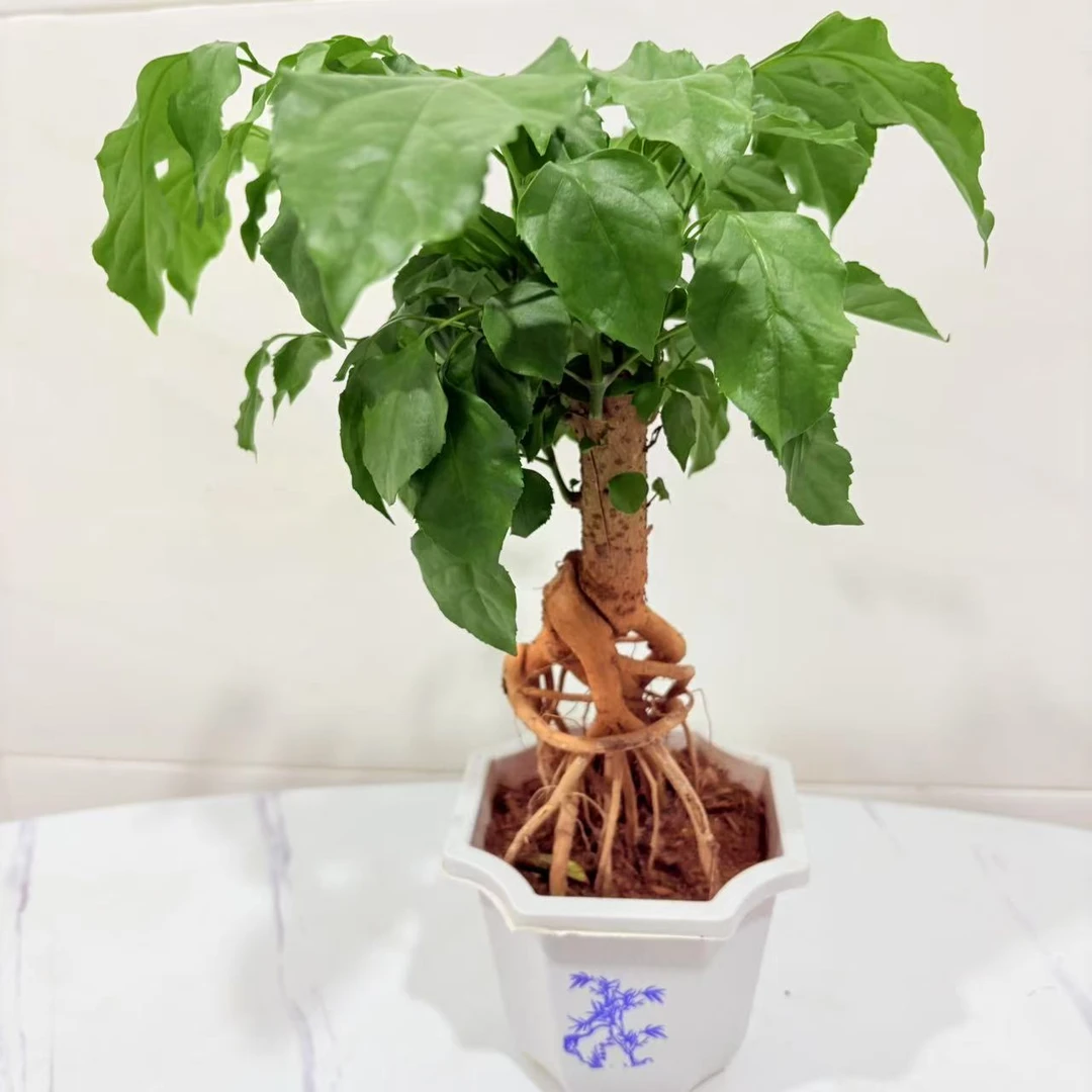 提根幸福树绿宝盆栽造型盆景室内绿植净化空气办公植物好养殖