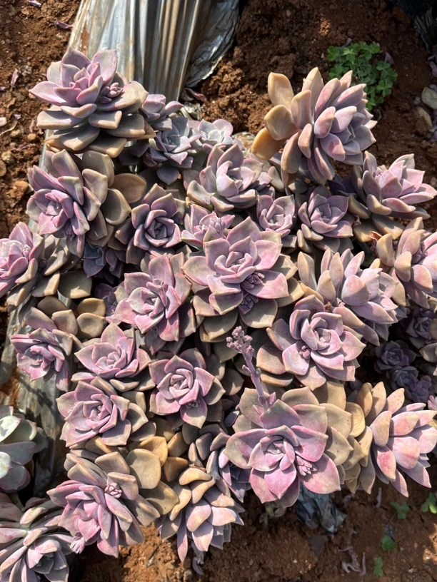 地栽老桩血斑紫乐（大号25公分起）