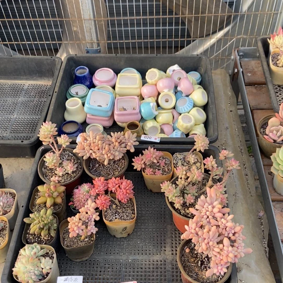 016号花12个 一晌贪欢中通