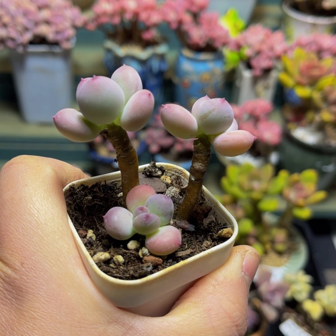 016四代苹果奶6厘米多肉（不包整）