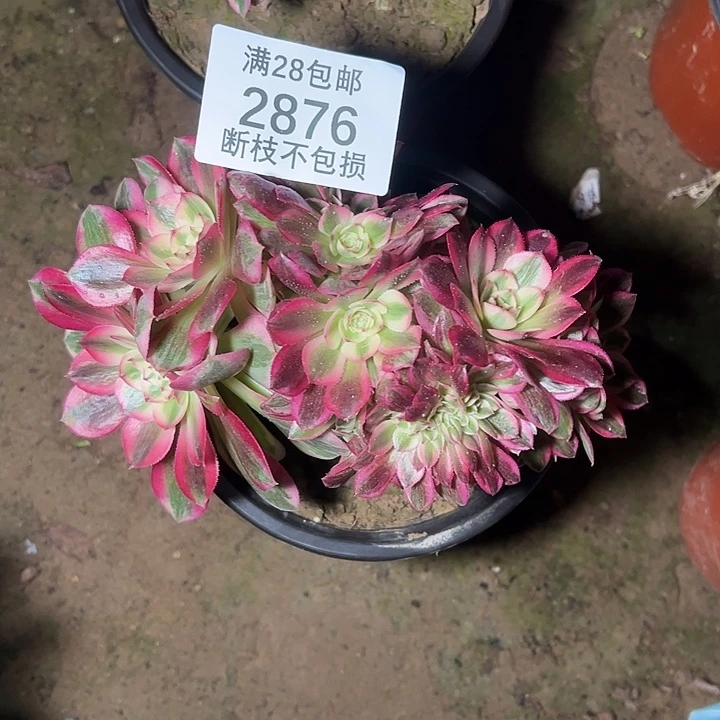 兔***郝2876倾城缀多肉植物