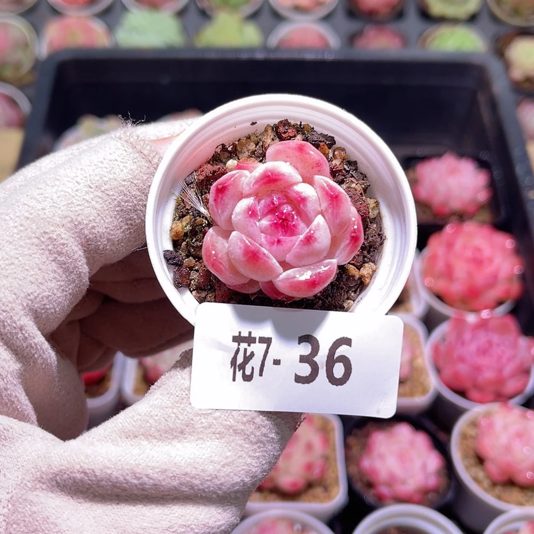 花利美7-36新品单头