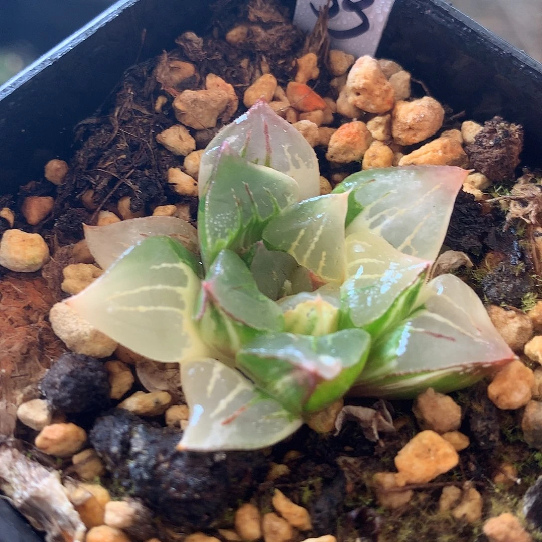 摩迪卡锦一物一拍