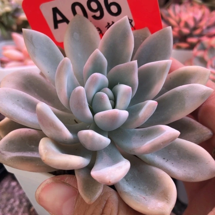 奥普琳娜有根有根