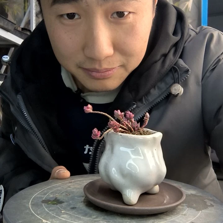 君小盆景小植物一物一拍118